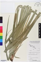登錄號:BS05790藏品圖，第1張