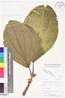 登錄號:BS05792藏品圖，第1張