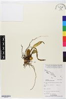 登錄號:BS05793藏品圖，第1張