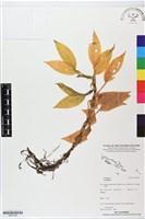 登錄號:BS05794藏品圖，第1張