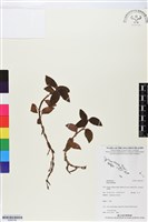 登錄號:BS05795藏品圖，第1張
