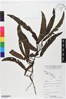 登錄號:BS05796藏品圖，第1張