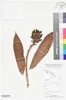 登錄號:BS05797藏品圖，第1張