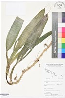 登錄號:BS05798藏品圖，第1張