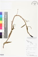 登錄號:BS05799藏品圖，第2張