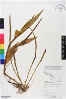 登錄號:BS05800藏品圖，第1張