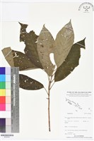 登錄號:BS05802藏品圖，第1張