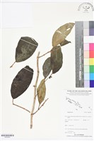登錄號:BS05803藏品圖，第1張