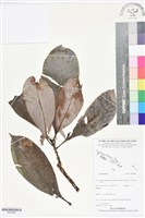登錄號:BS05805藏品圖，第1張