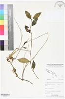 登錄號:BS05806藏品圖，第1張
