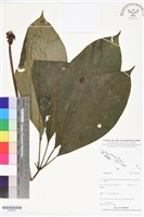 登錄號:BS05807藏品圖，第1張