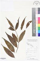 登錄號:BS05808藏品圖，第1張