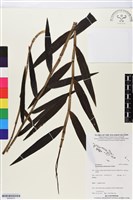 登錄號:BS05810藏品圖，第1張