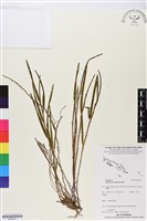 登錄號:BS05811藏品圖，第1張