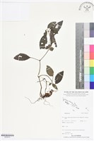 登錄號:BS05812藏品圖，第1張