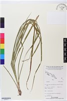 登錄號:BS05813藏品圖，第1張