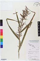 登錄號:BS05814藏品圖，第1張