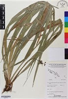登錄號:BS05815藏品圖，第1張