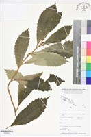 登錄號:BS05816藏品圖，第1張