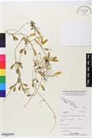登錄號:BS05817藏品圖，第1張
