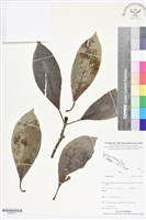 登錄號:BS05818藏品圖，第1張