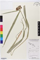 登錄號:BS05819藏品圖，第1張