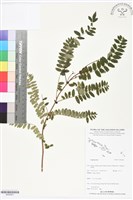 登錄號:BS05821藏品圖，第1張