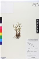 登錄號:BS05822藏品圖，第1張
