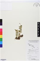 登錄號:BS05823藏品圖，第1張