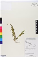 登錄號:BS05824藏品圖，第1張