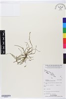 登錄號:BS05825藏品圖，第1張