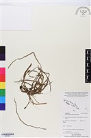 登錄號:BS05826藏品圖，第1張