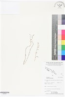登錄號:BS05827藏品圖，第1張