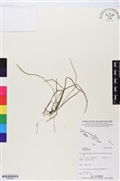 登錄號:BS05828藏品圖，第1張