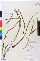 登錄號:BS05829藏品圖，第1張