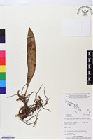 登錄號:BS05830藏品圖，第1張