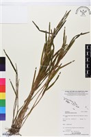登錄號:BS05831藏品圖，第1張