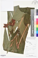 登錄號:BS05832藏品圖，第1張