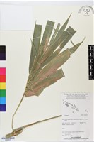 登錄號:BS05833藏品圖，第1張