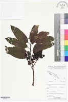 登錄號:BS05834藏品圖，第1張