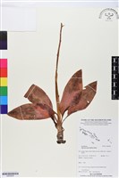 登錄號:BS05836藏品圖，第1張