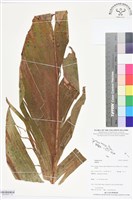 登錄號:BS05837藏品圖，第1張