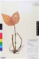 登錄號:BS05838藏品圖，第1張