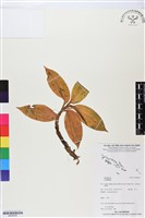 登錄號:BS05839藏品圖，第1張