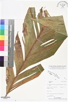 登錄號:BS05842藏品圖，第1張