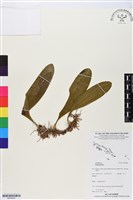 登錄號:BS05843藏品圖，第1張