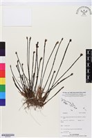 登錄號:BS05844藏品圖，第1張