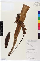 登錄號:BS05845藏品圖，第1張