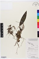 登錄號:BS05846藏品圖，第1張