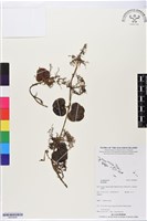 登錄號:BS05848藏品圖，第1張